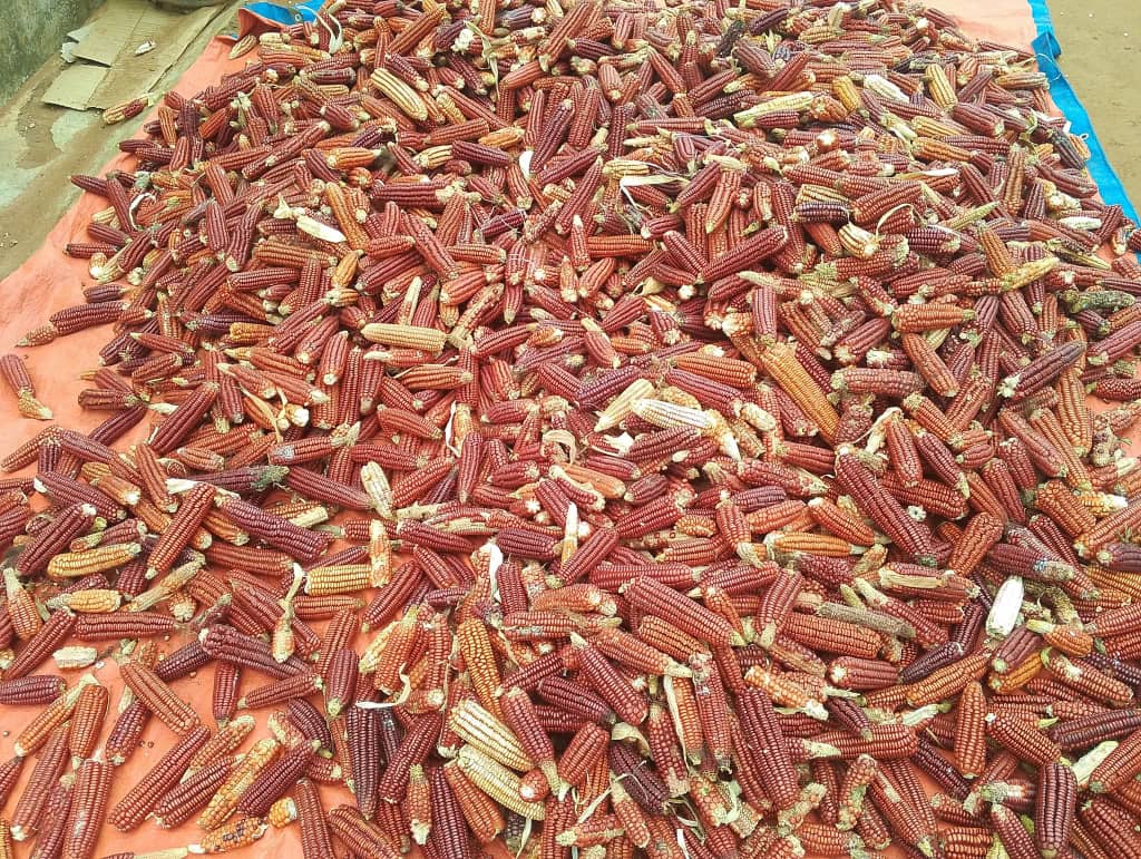 Maize