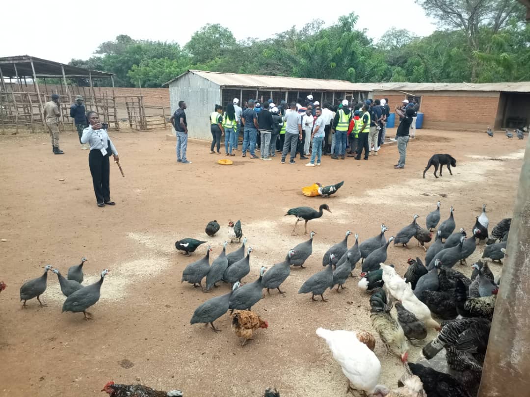 Poultry