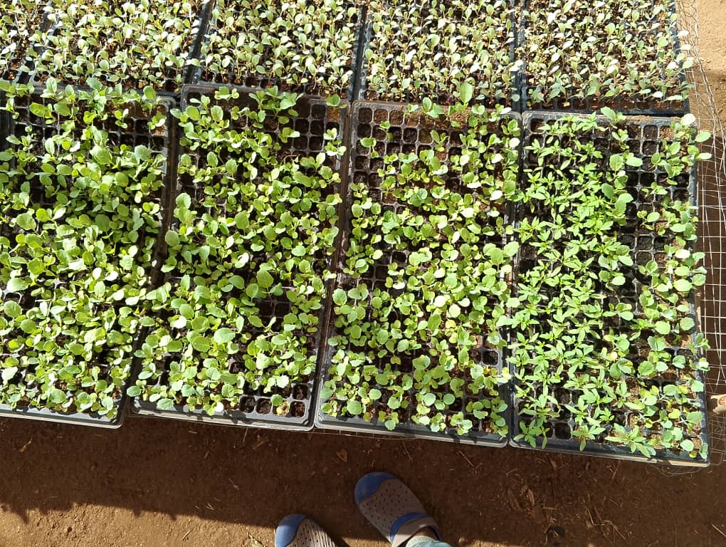 Vegetables